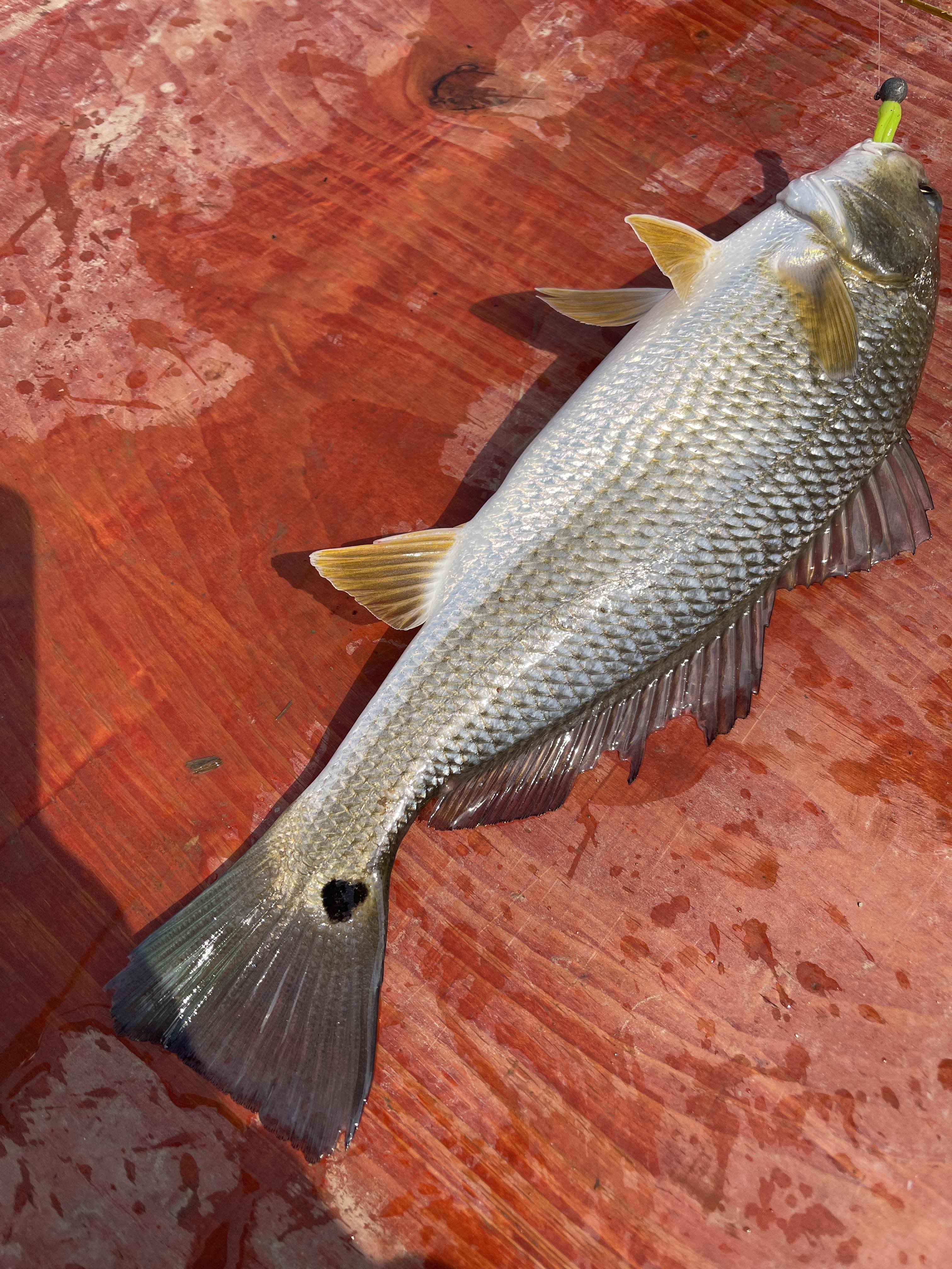 萤火虫路亚休闲垂钓园