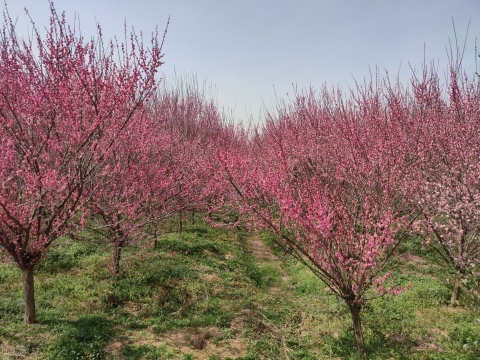 合肥市清水湾梅花园旅行图片 1