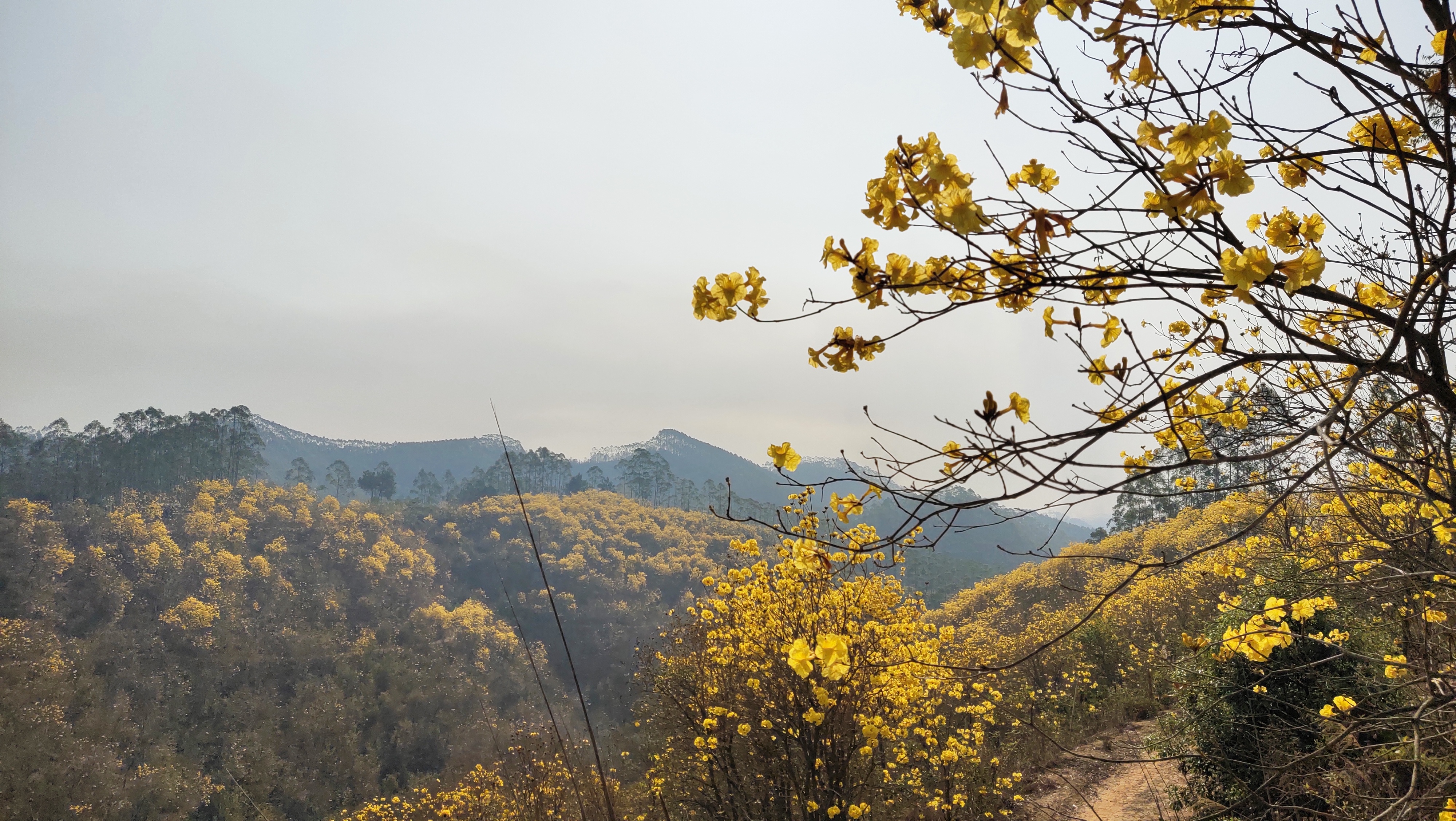 留村风铃花观赏园旅行图片 3