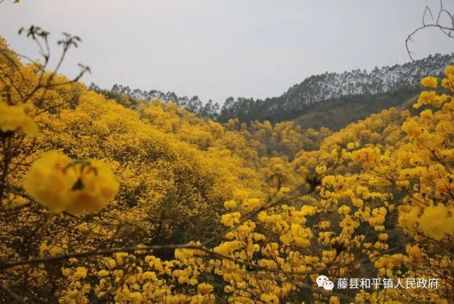 留村风铃花观赏园旅行图片 2