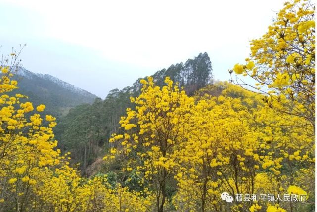 留村风铃花观赏园旅行图片 1