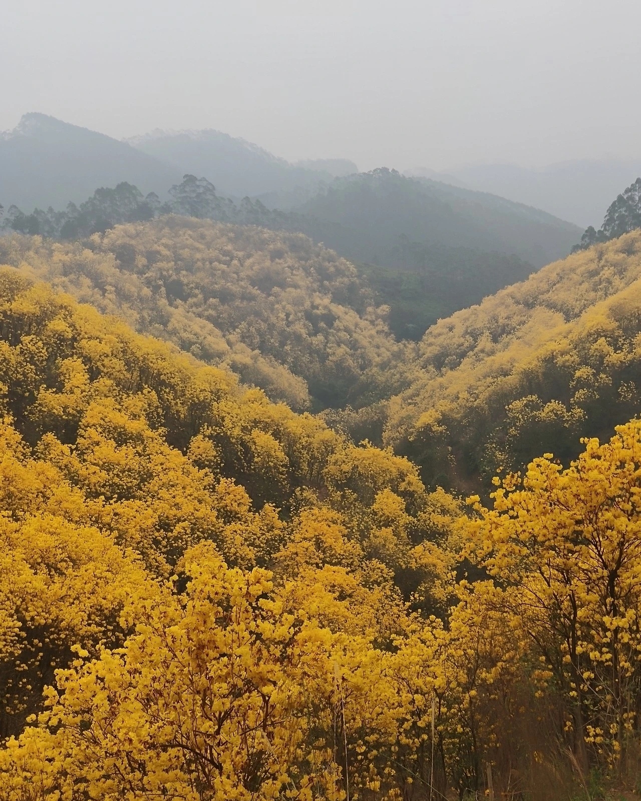 留村风铃花观赏园旅行图片 2