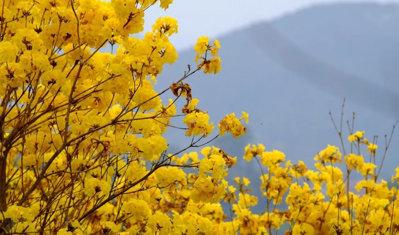留村风铃花观赏园旅行图片 1