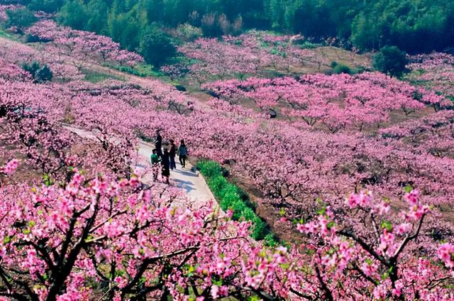 江津贡桃花源旅行图片 3