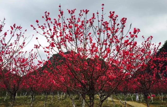 江津贡桃花源旅行图片 2