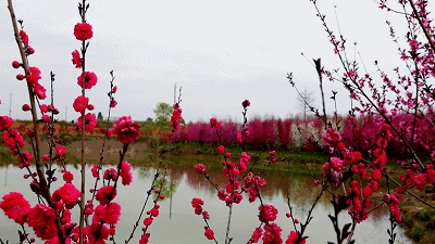 江津贡桃花源旅行图片 1