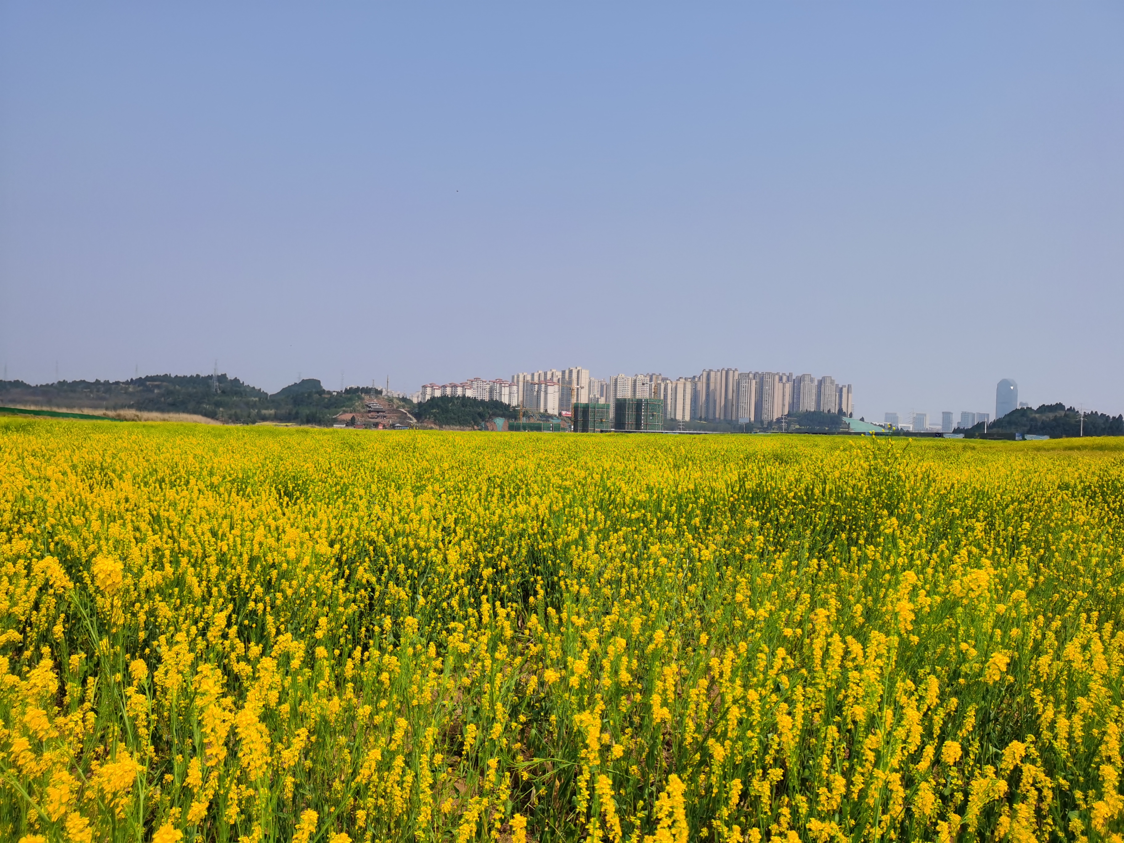 七彩花海旅行图片 1