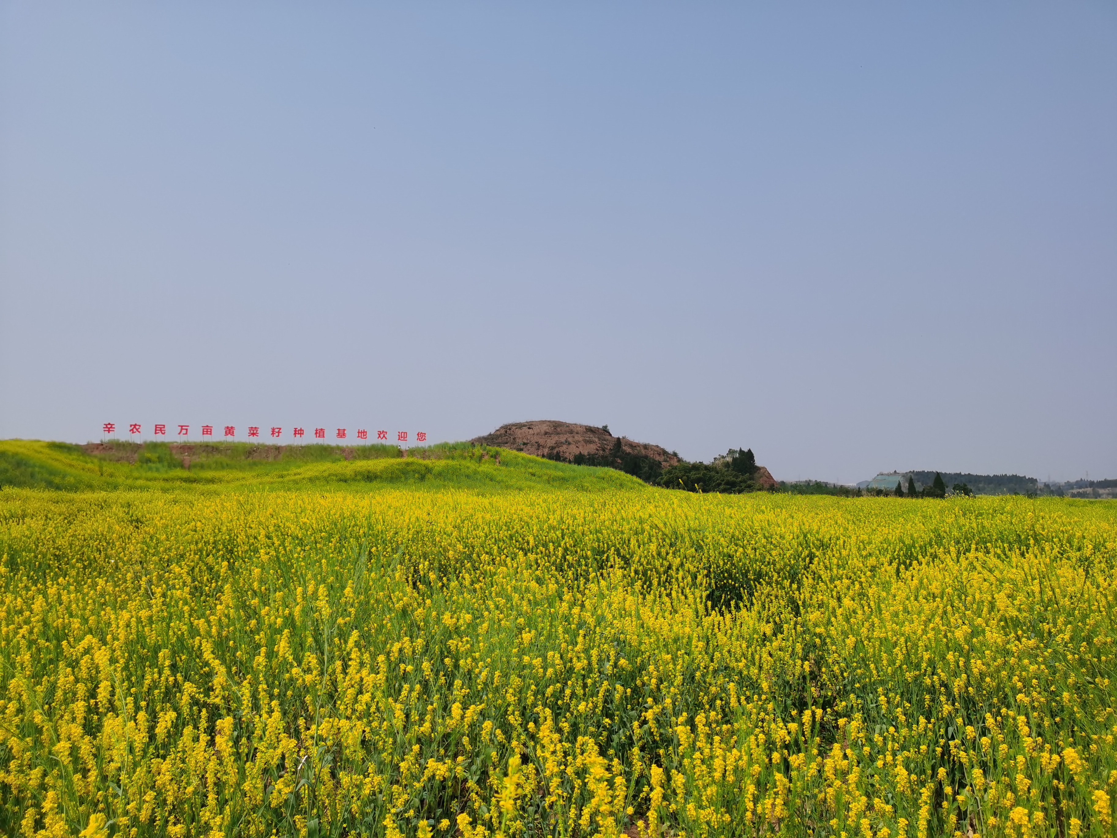 七彩花海旅行图片 2