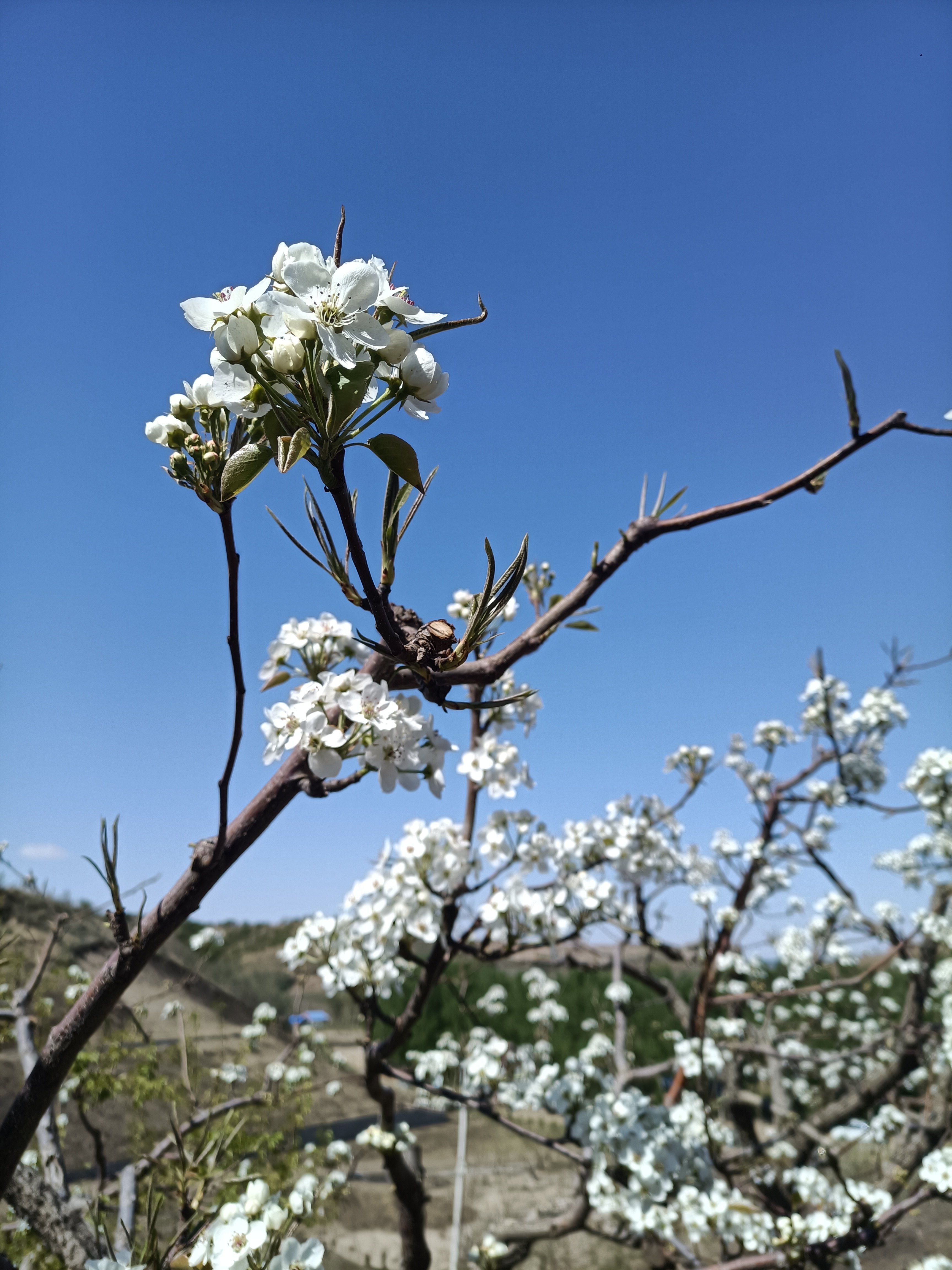 旗王古镇梨花沟旅行图片 2