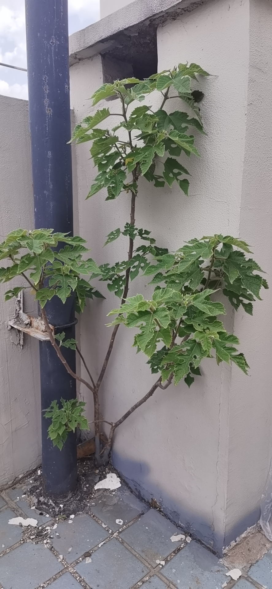 百花园旅行图片 2