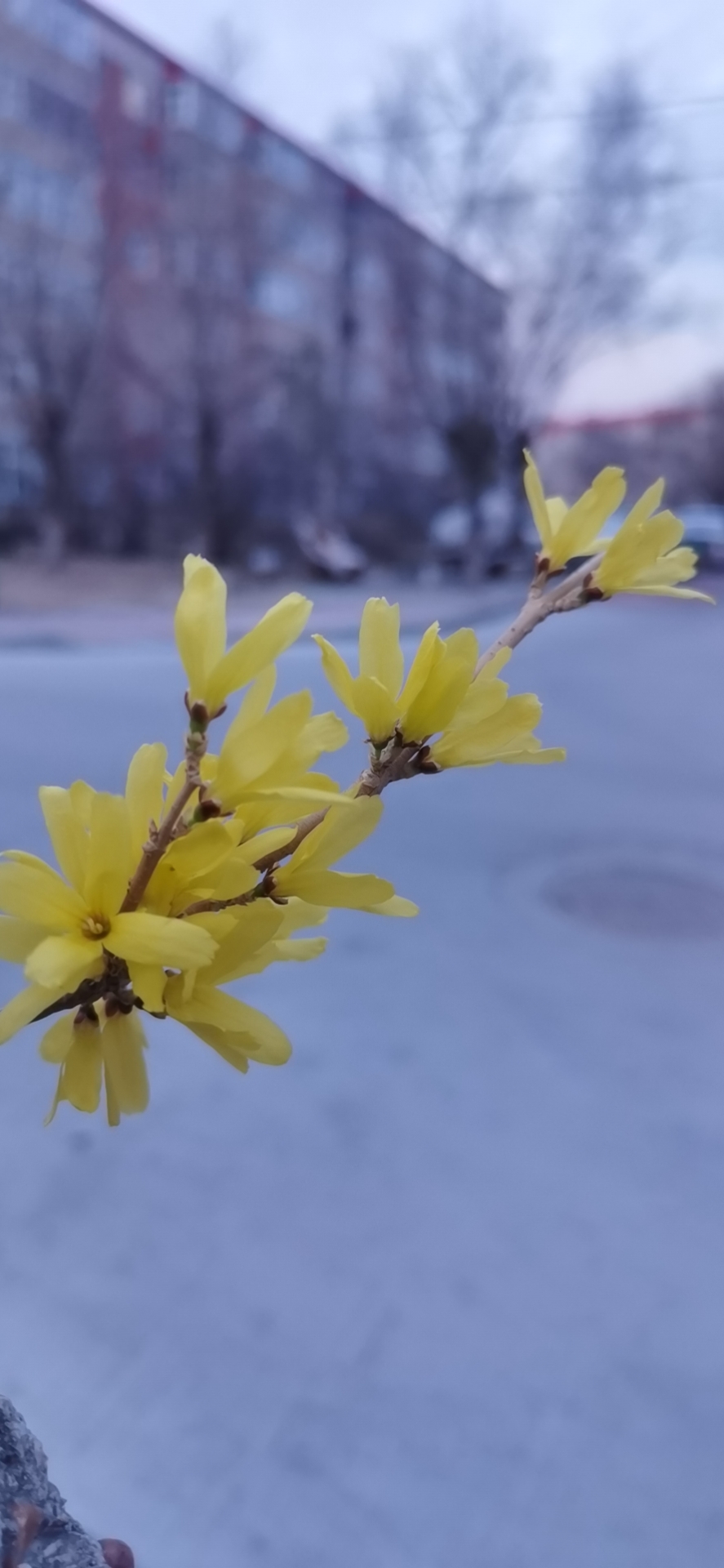 百花园旅行图片 1