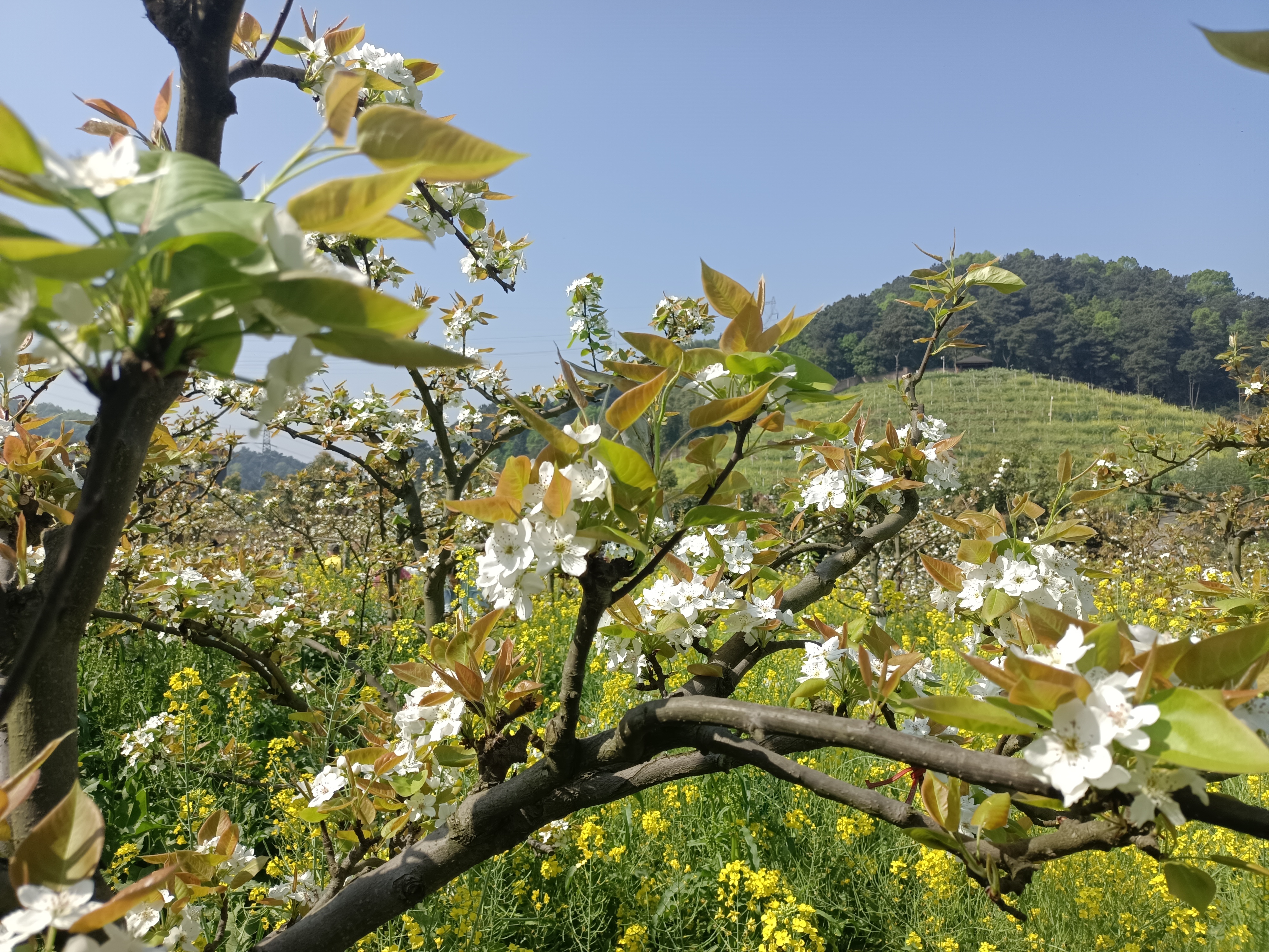 重庆歌乐山桃花谷旅行图片 3