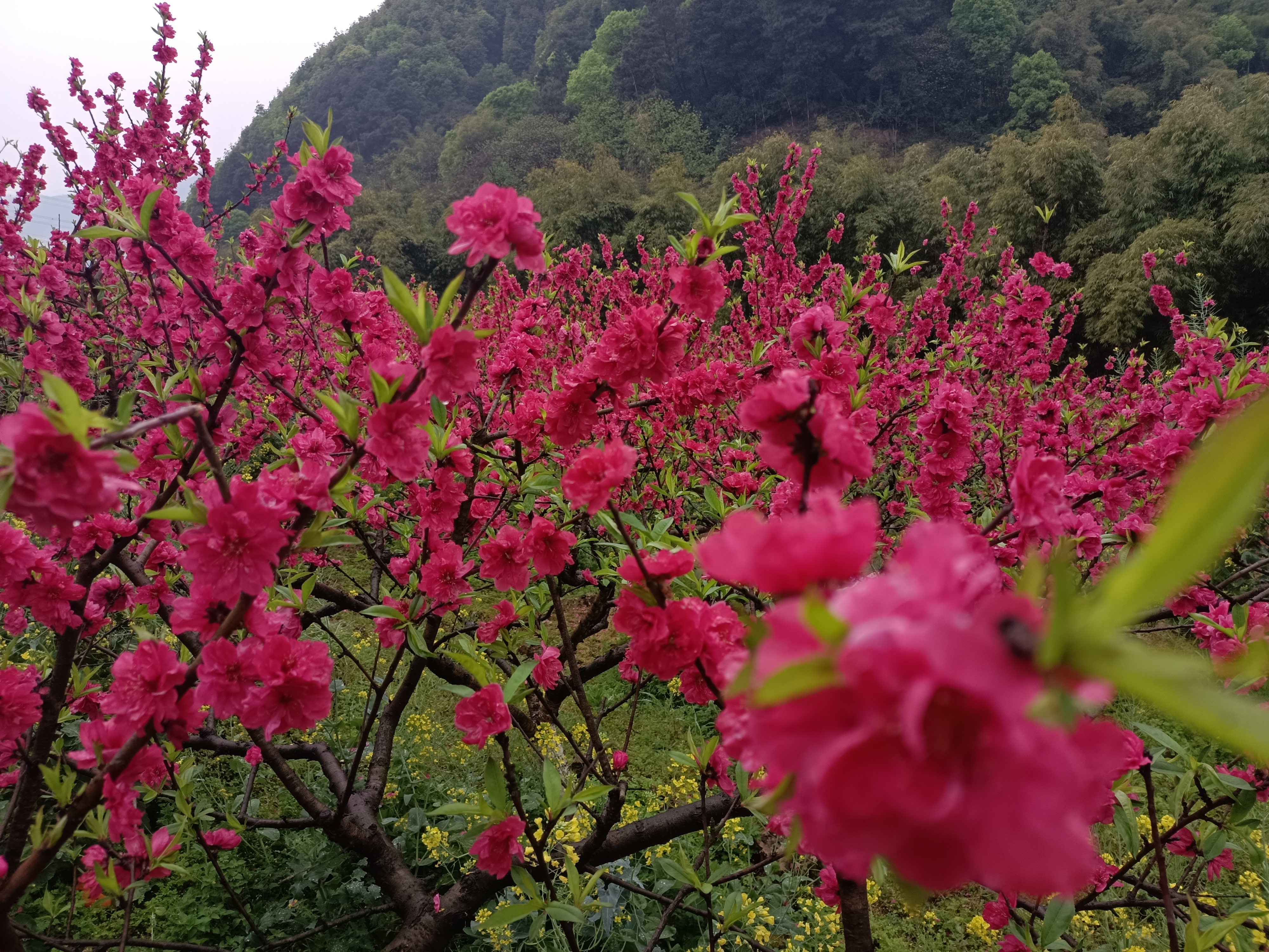 重庆歌乐山桃花谷旅行图片 2