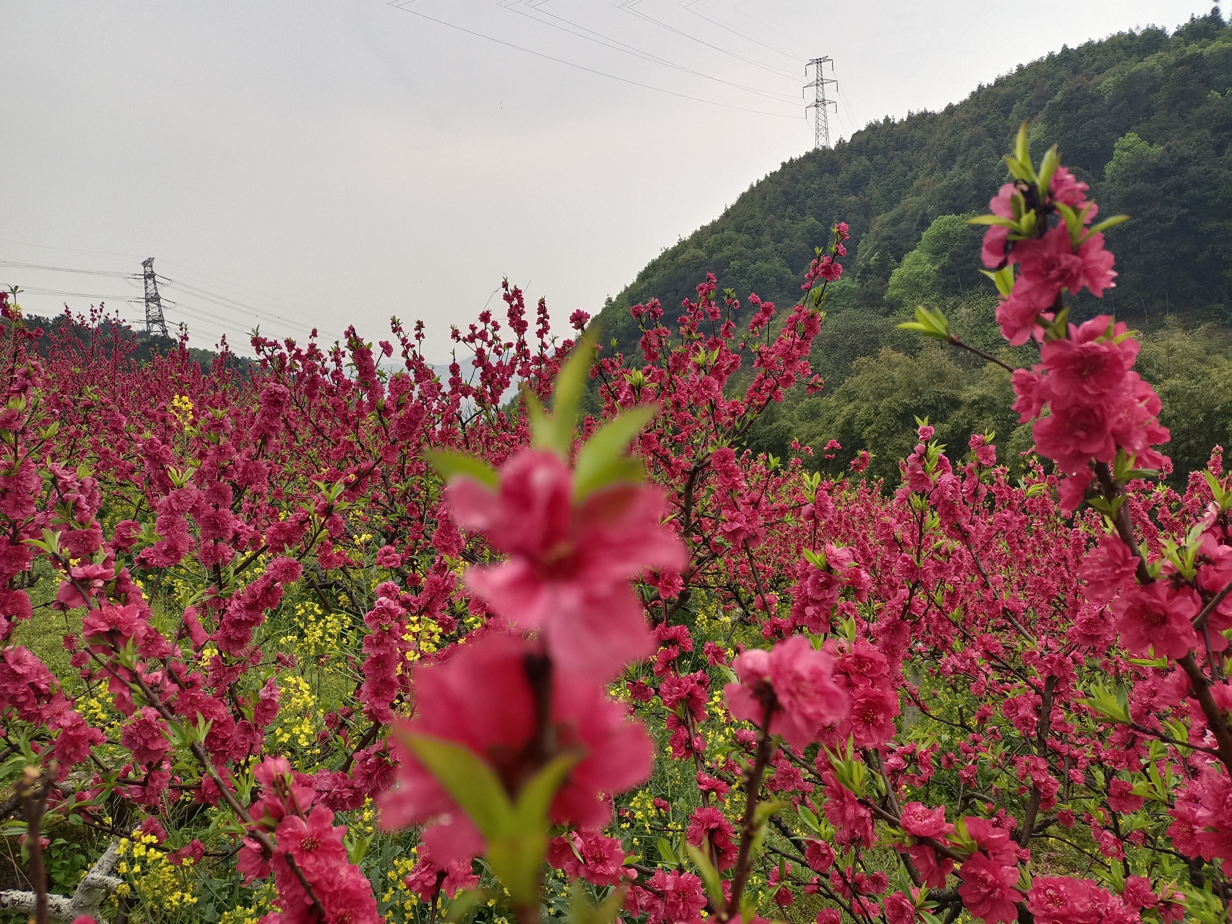 重庆歌乐山桃花谷旅行图片 1