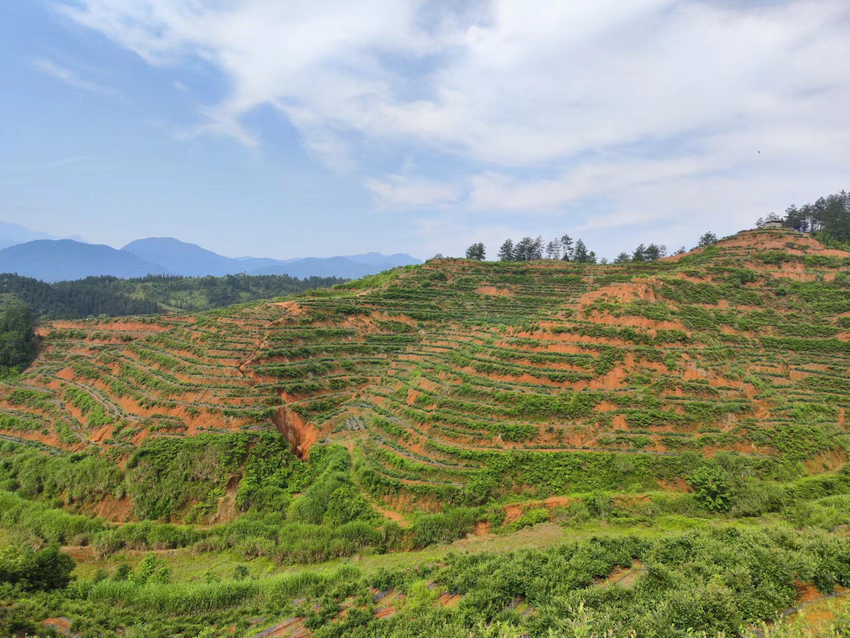 上饶市铅山县紫溪蓝莓种植基地