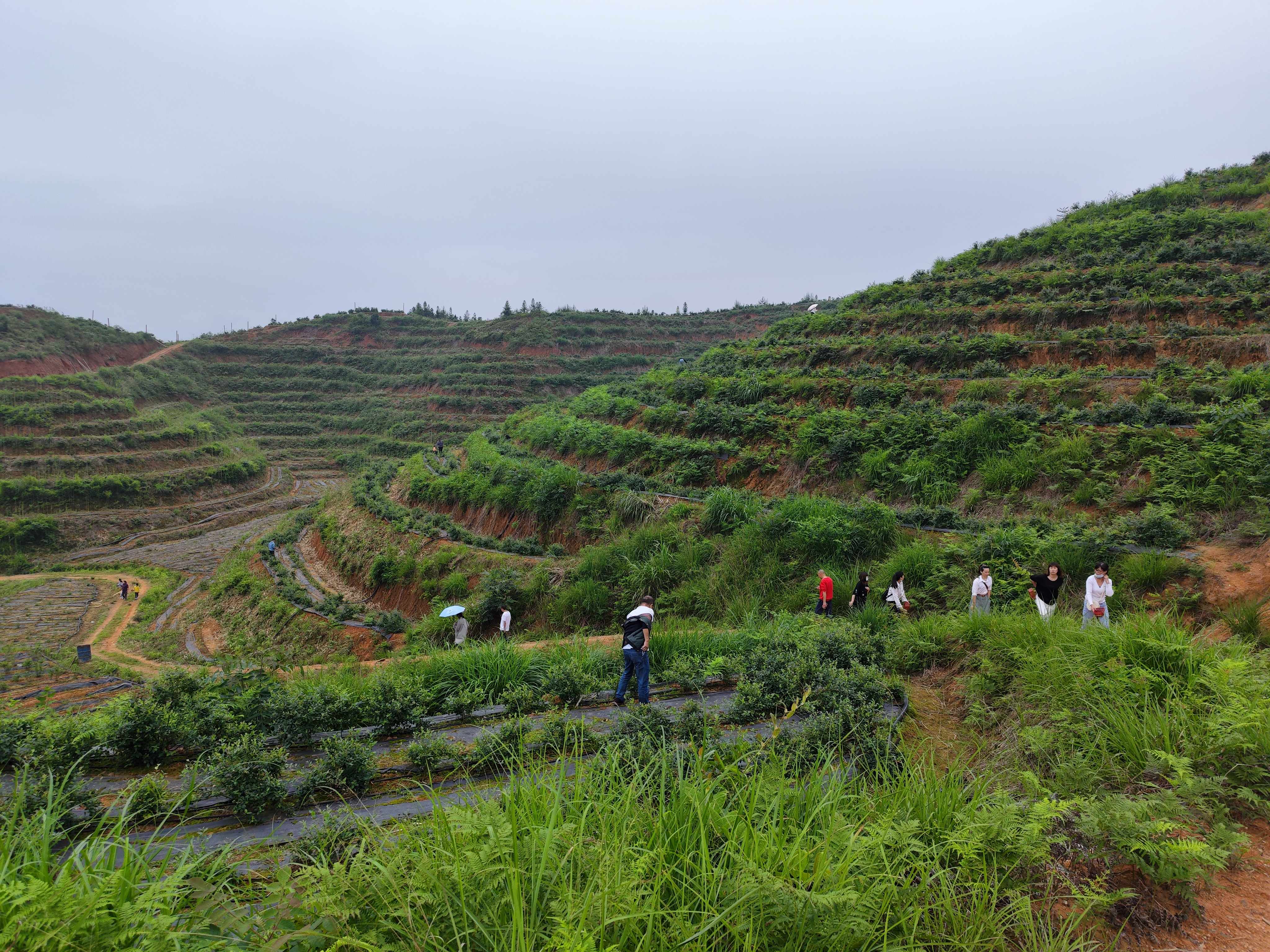 上饶市铅山县紫溪蓝莓种植基地