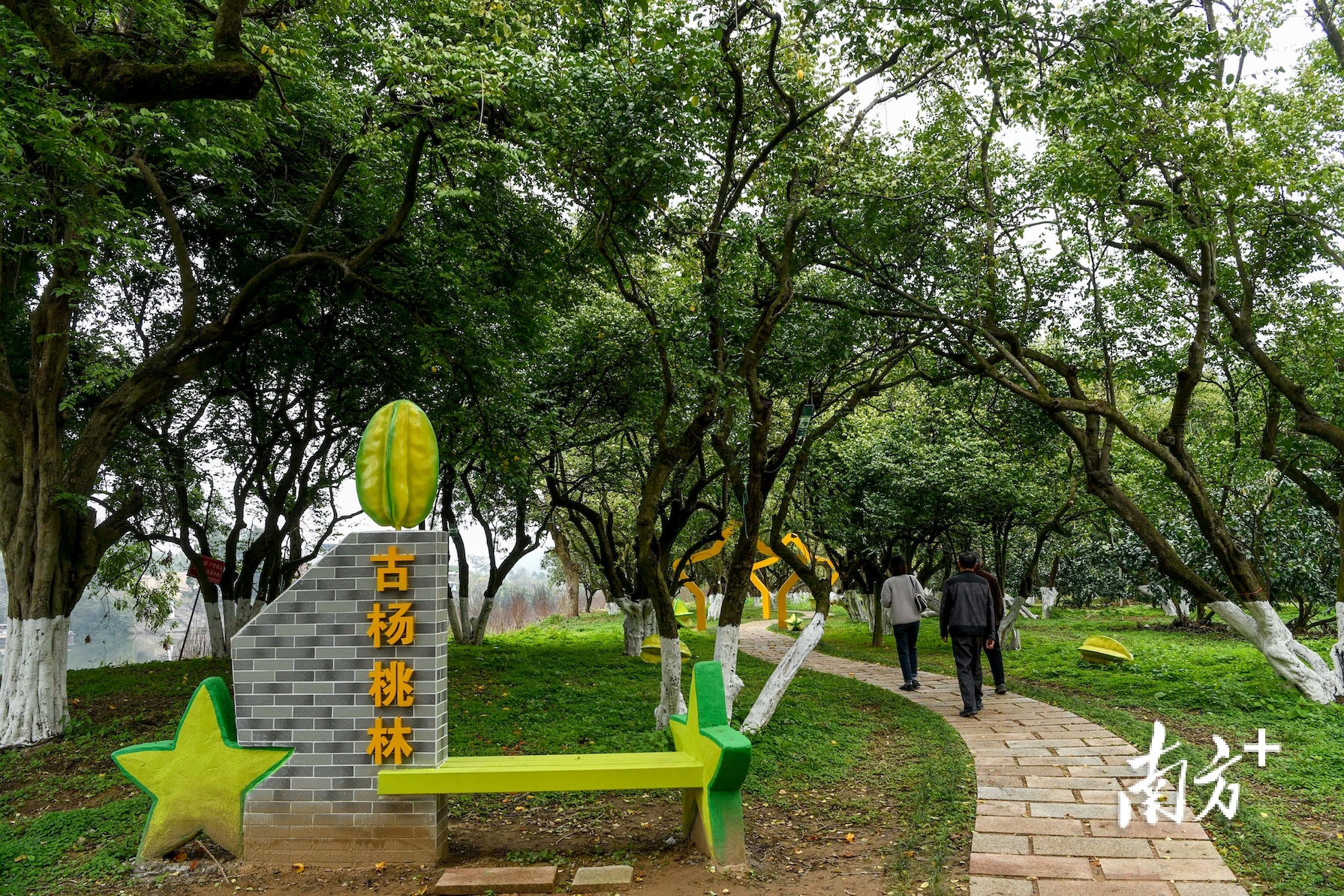 杨桃古树公园旅行图片 3