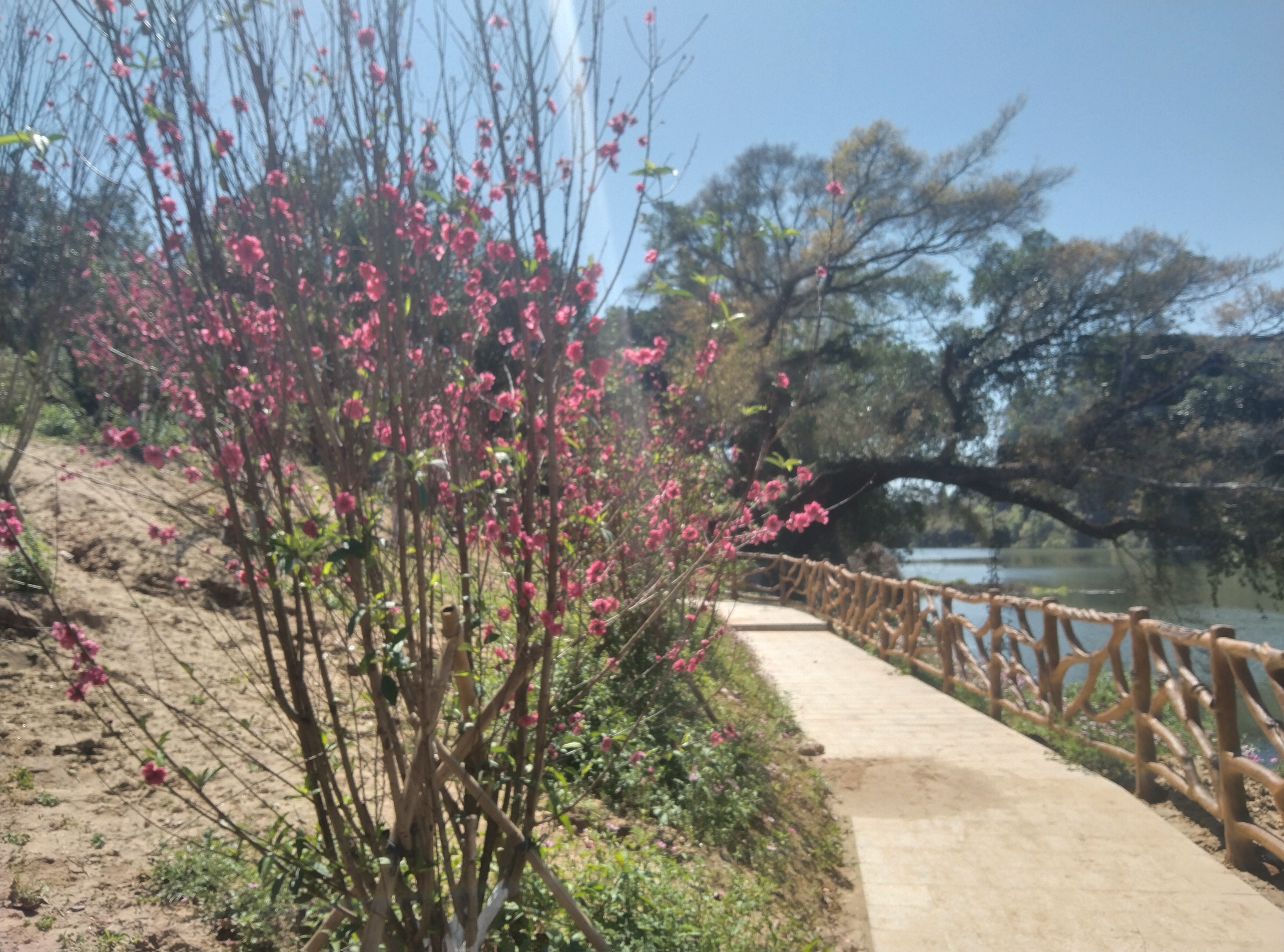 杨桃古树公园旅行图片 2
