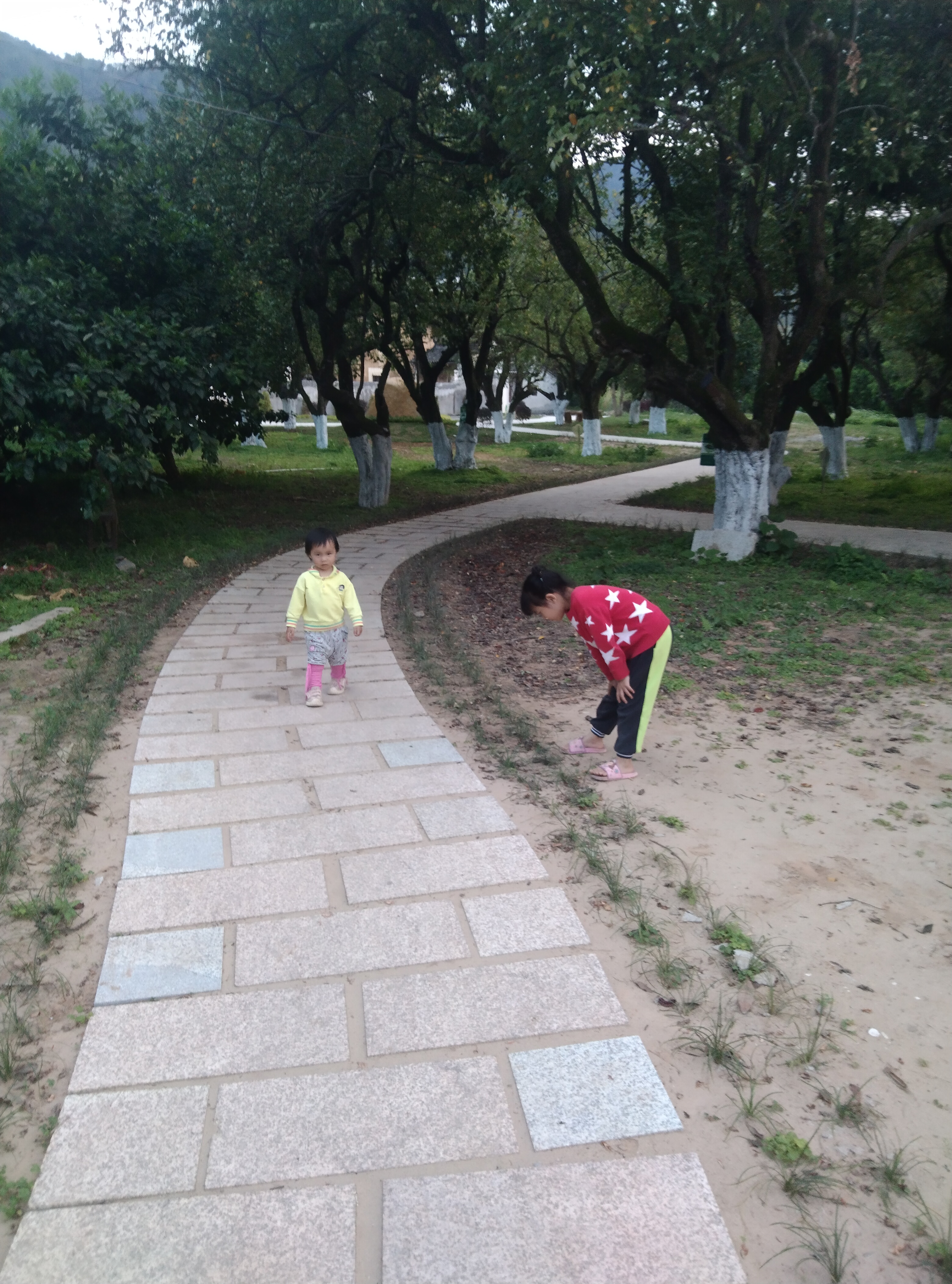 杨桃古树公园旅行图片 1
