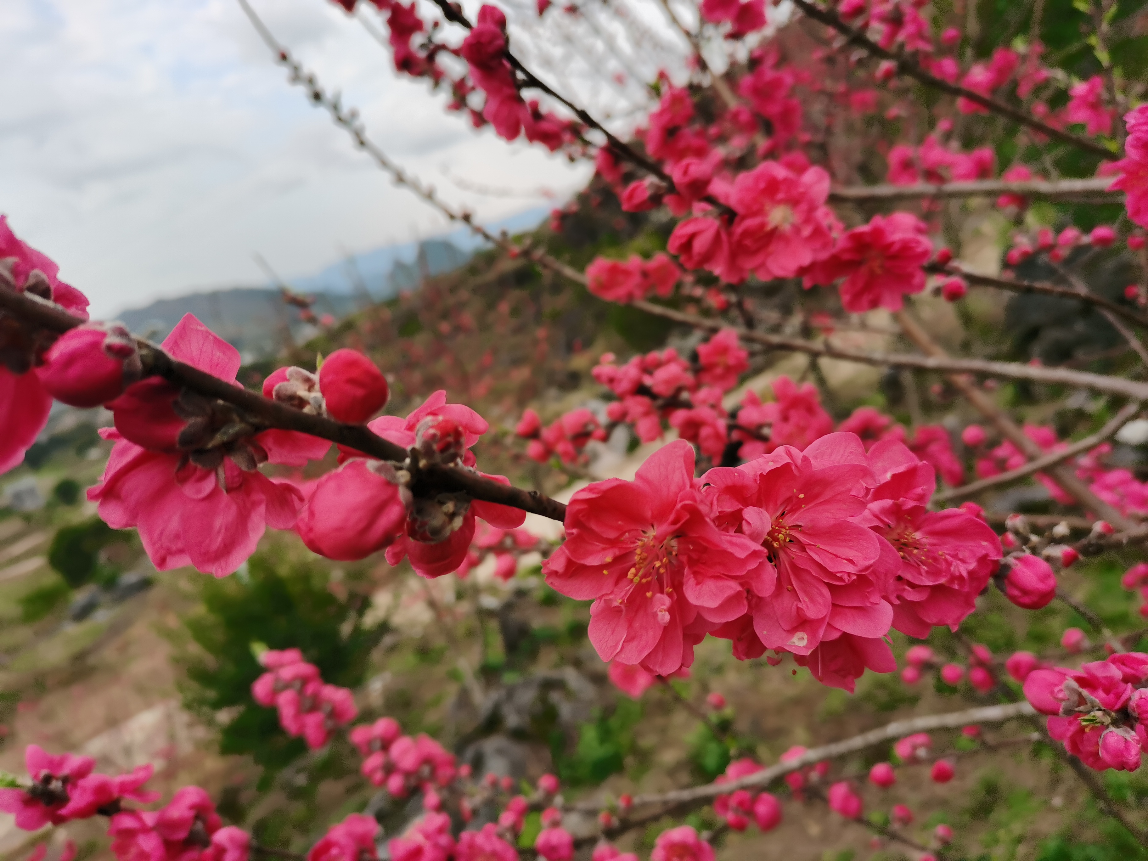 解元村桃花园旅行图片 2