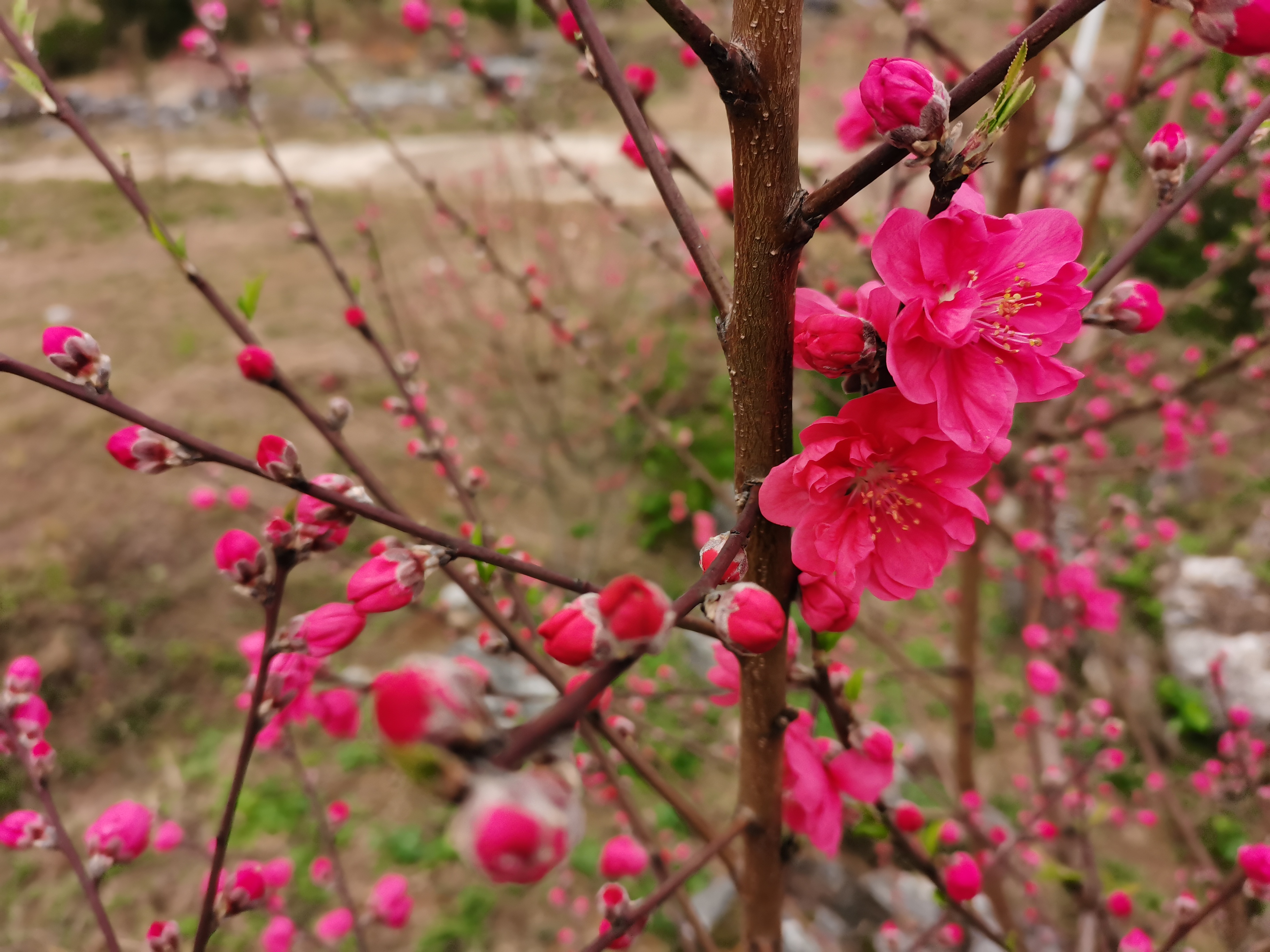 解元村桃花园旅行图片 1