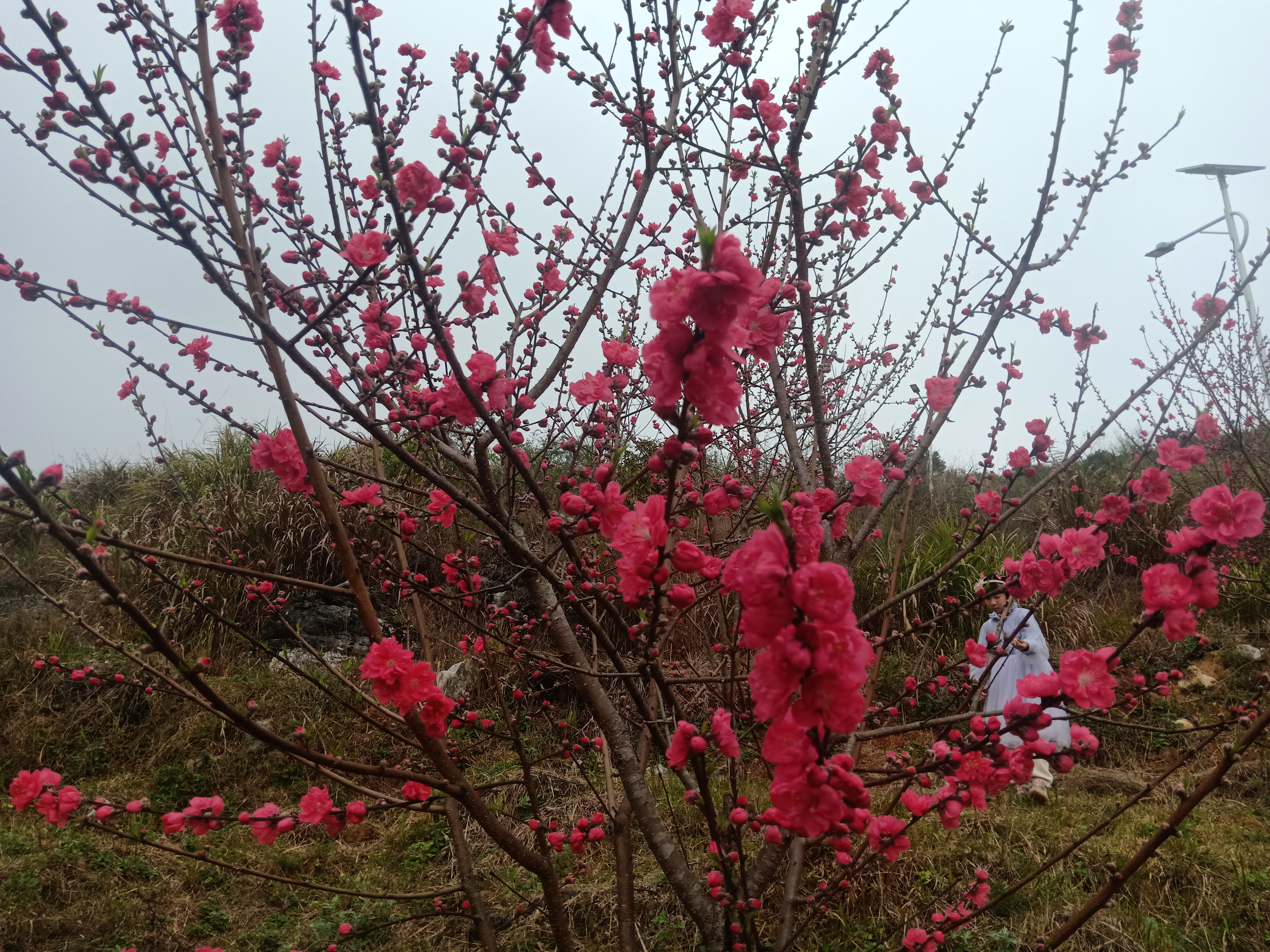 解元村桃花园旅行图片 1
