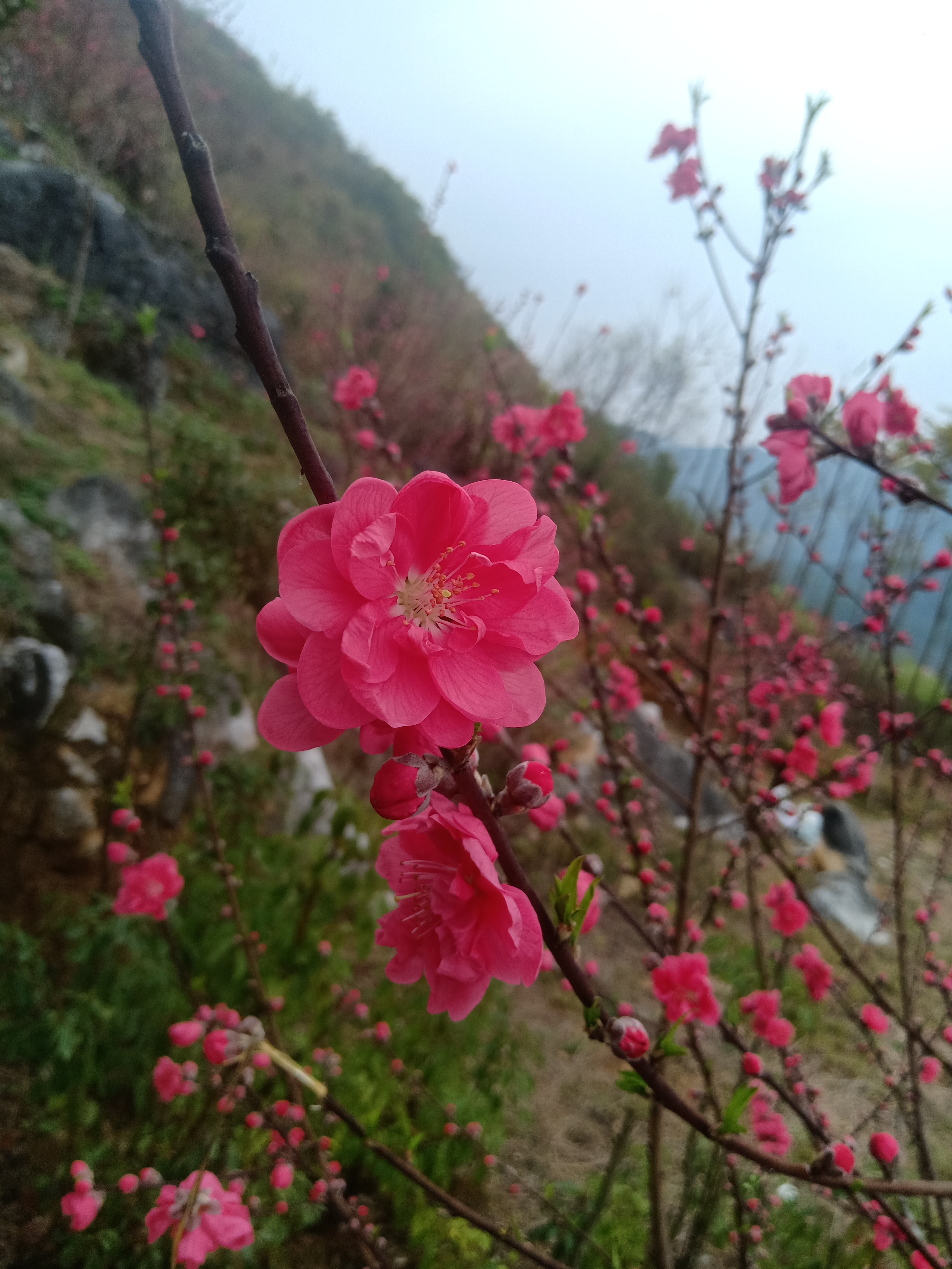 解元村桃花园旅行图片 2