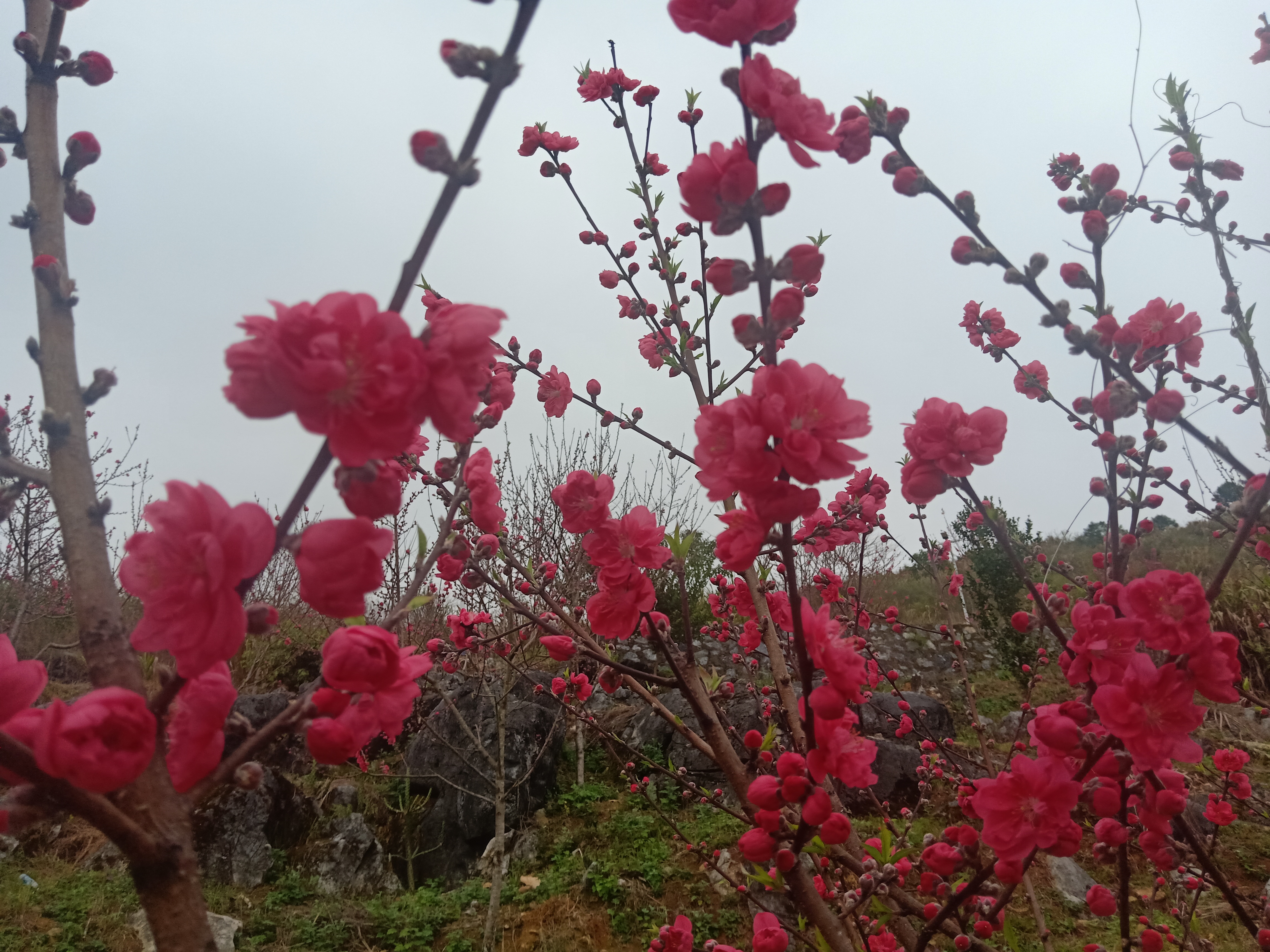 解元村桃花园旅行图片 3